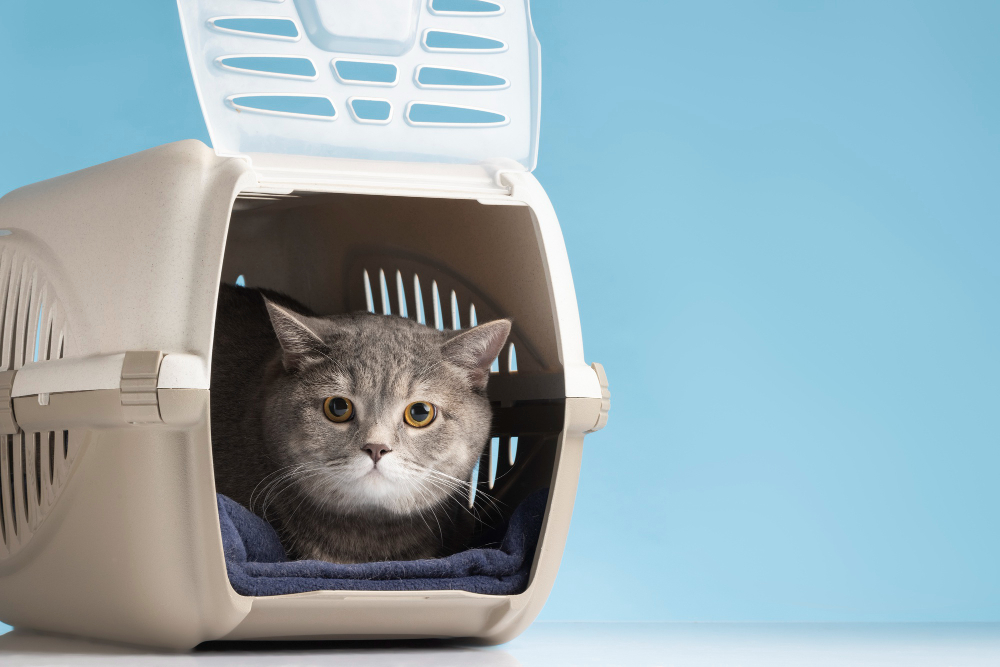 Caixa de transporte para gato: o que considerar antes de comprar? 1 Caixa de transporte para gato