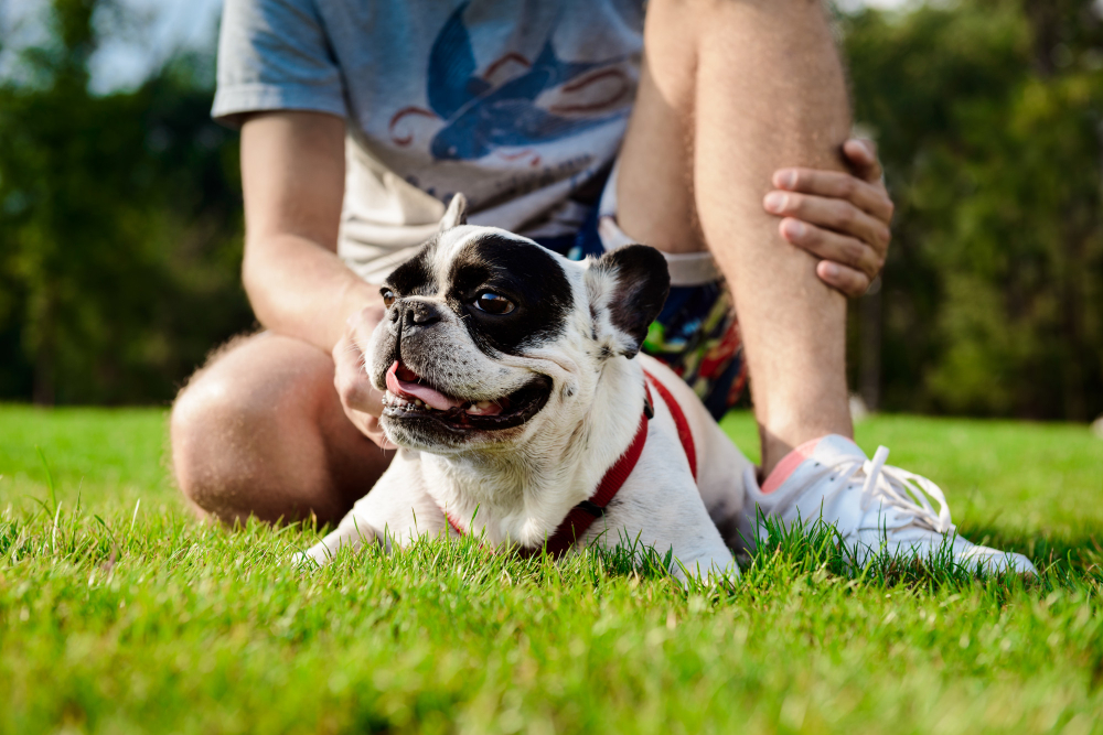 Grama sintética ou tapete higiênico para cachorros